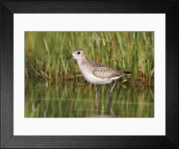 Framed Print : Black-bellied Plover Framed Print : Black-bellied Plover