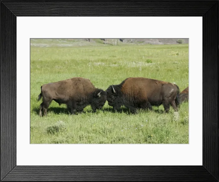Framed Print : Bison Yellowstone National Park, Wyoming, USA Framed Print : Bison Yellowstone National Park, Wyoming, USA