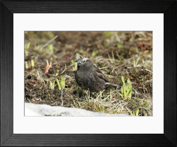 Framed Print : Black Rosy-Finch Framed Print : Black Rosy-Finch