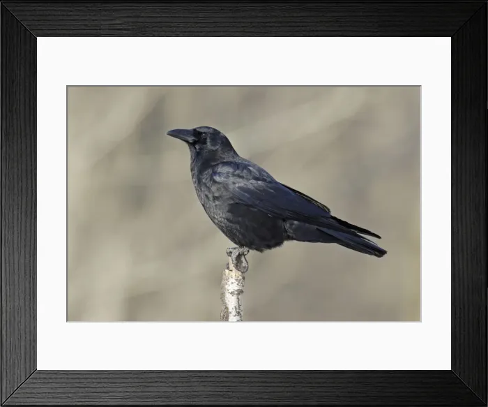 Framed Print : American Crow Framed Print : American Crow