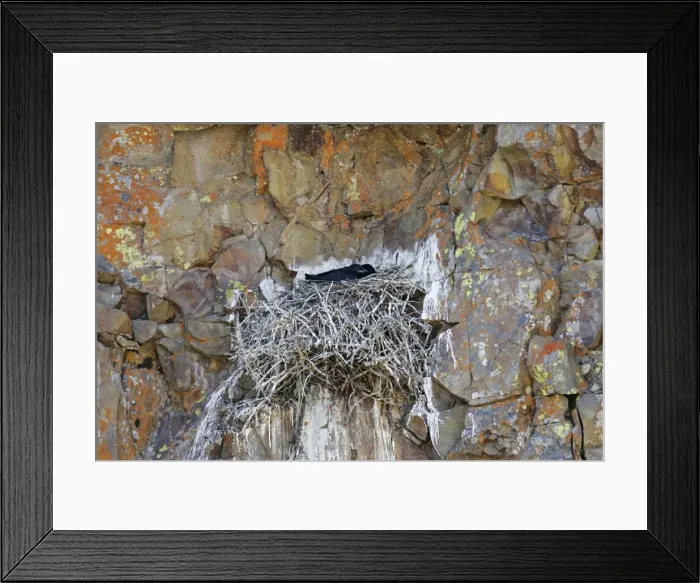 Framed Print : Common Raven Framed Print : Common Raven