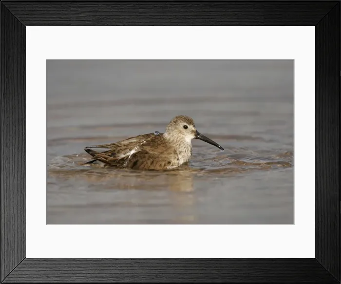 Framed Print : Dunlin. JZ-2096. Dunlin. Calidris alpina Framed Print : Dunlin. JZ-2096. Dunlin. Calidris alpina