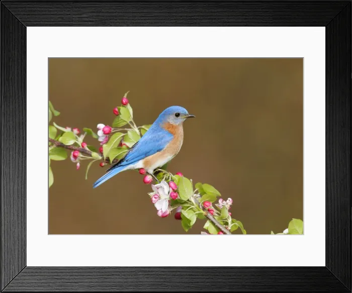 Framed Print : Eastern Bluebird Hamden, CT, USA Framed Print : Eastern Bluebird Hamden, CT, USA