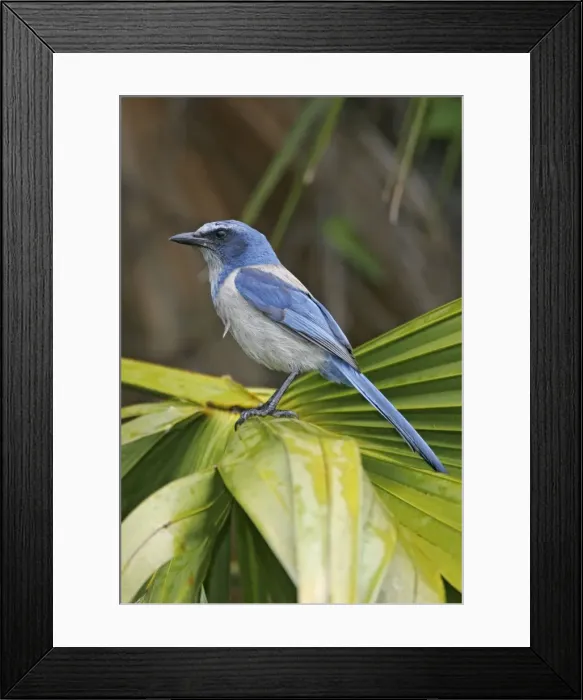 Framed Print : Florida Scrub Jay Framed Print : Florida Scrub Jay