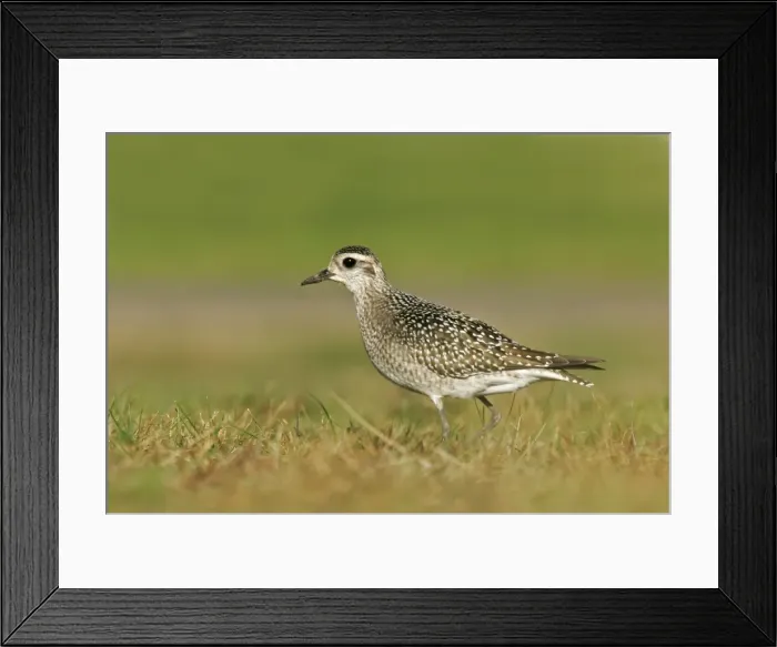 Framed Print : American Golden Plover Framed Print : American Golden Plover