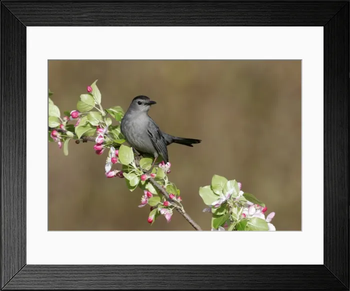 Framed Print : Gray Catbird Framed Print : Gray Catbird