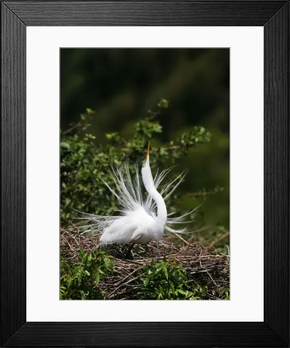 Framed Print : Great Egret Framed Print : Great Egret