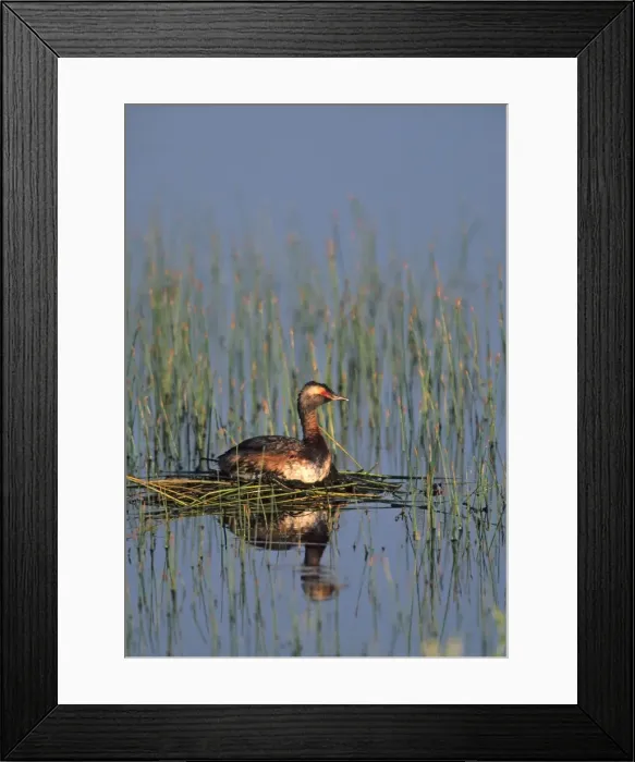 Framed Print : Horned Grebe Framed Print : Horned Grebe