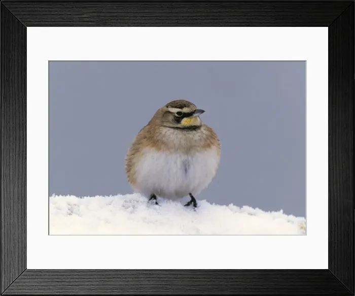 Framed Print : Horned Lark Framed Print : Horned Lark