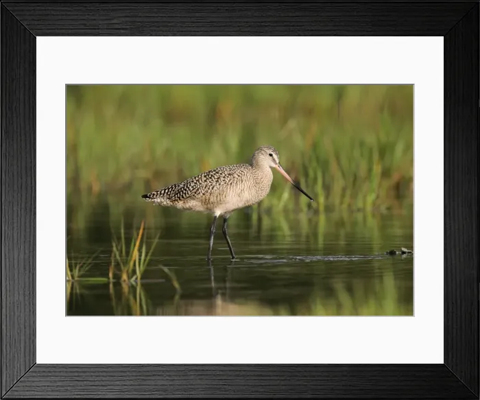 Framed Print : Marbled Godwit Framed Print : Marbled Godwit