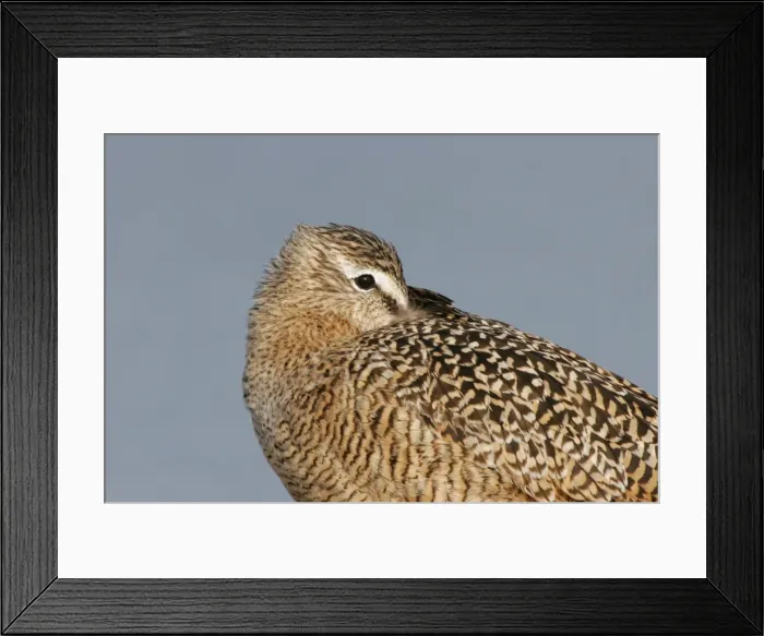 Framed Print : Marbled Godwit Framed Print : Marbled Godwit