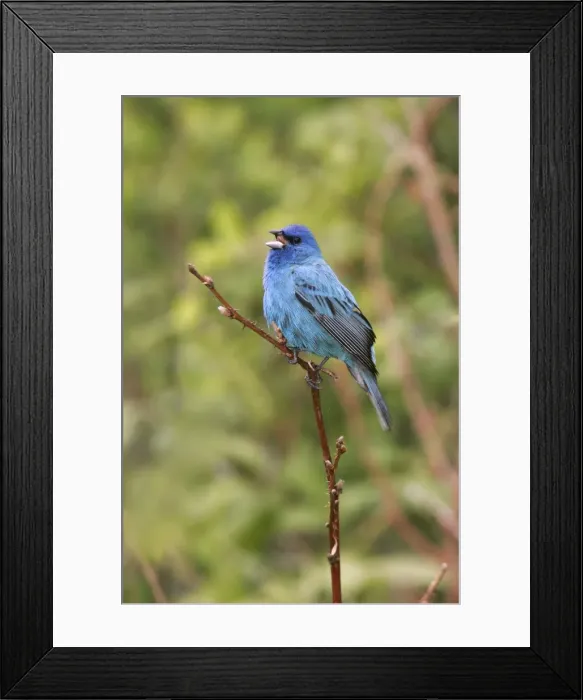 Framed Print : Indigo Bunting Framed Print : Indigo Bunting