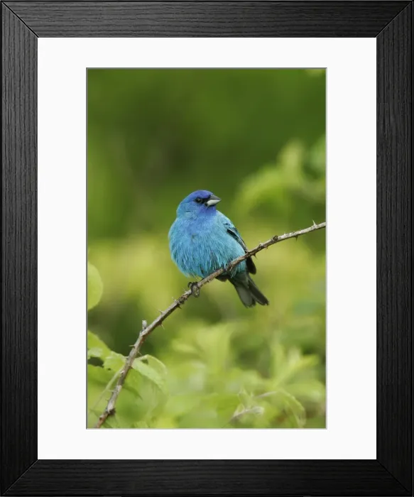 Framed Print : Indigo Bunting Framed Print : Indigo Bunting