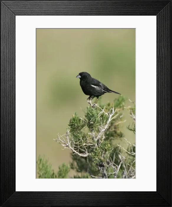 Framed Print : Lark Bunting
