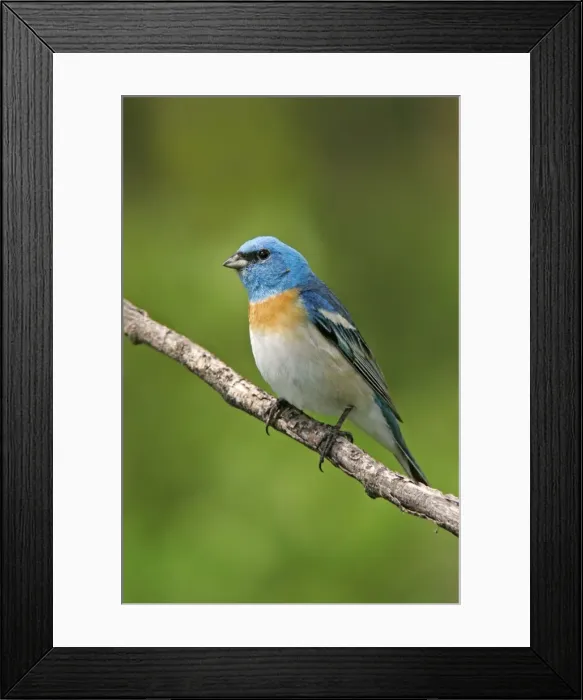 Framed Print : Lazuli Bunting Framed Print : Lazuli Bunting