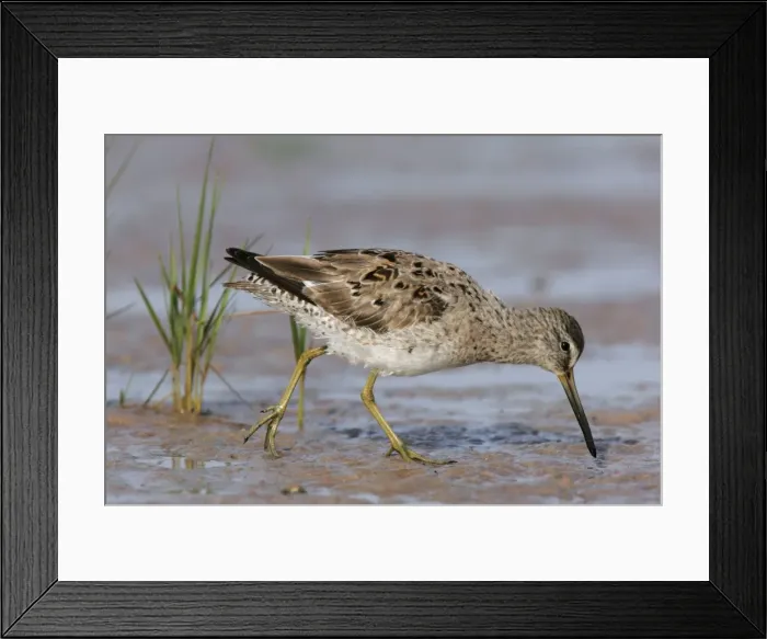 Framed Print : Long-billed Dowitcher Framed Print : Long-billed Dowitcher