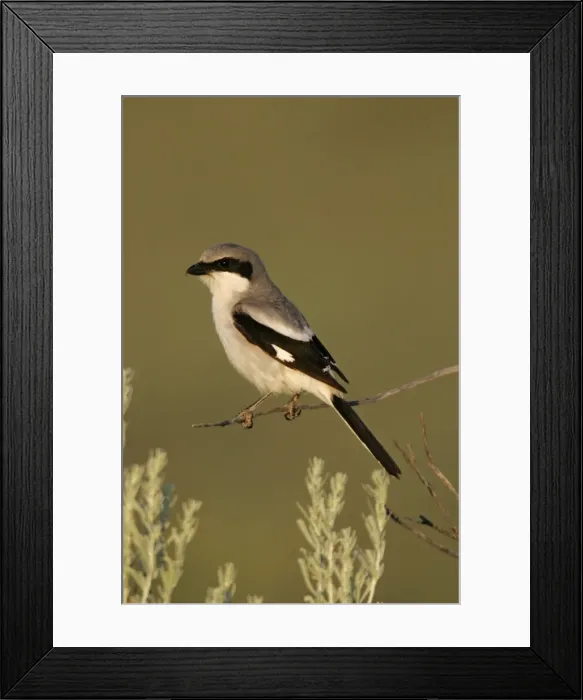Framed Print : Loggerhead shrike Framed Print : Loggerhead shrike