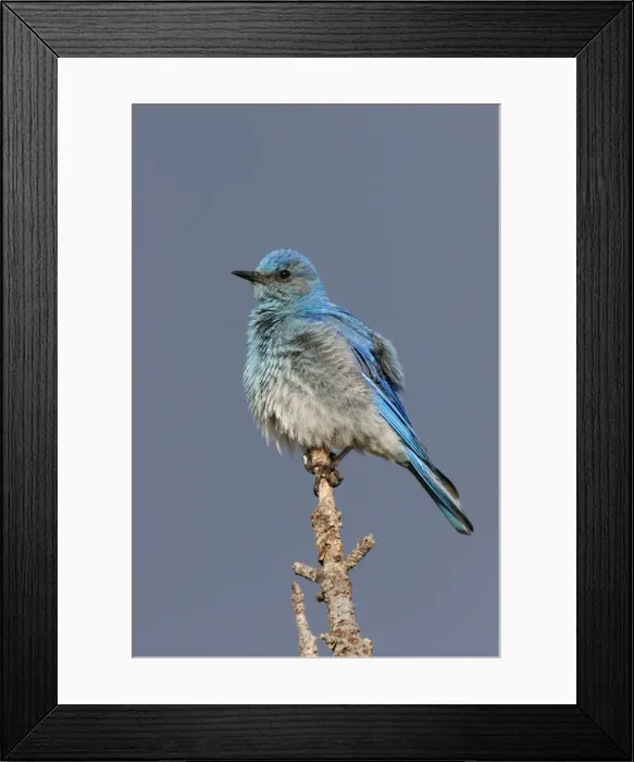 Framed Print : Mountain Bluebird Yellowstone National Park, USA Framed Print : Mountain Bluebird Yellowstone National Park, USA