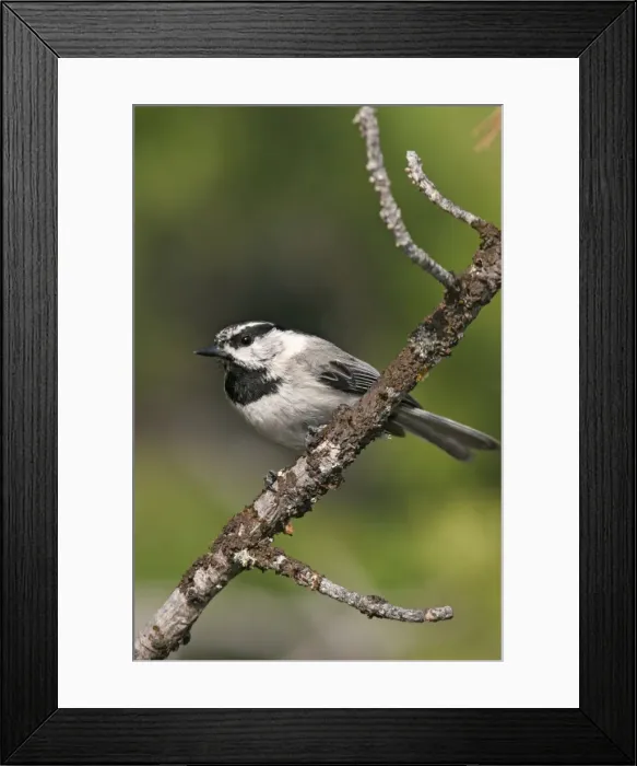 Framed Print : Mountain Chickadee