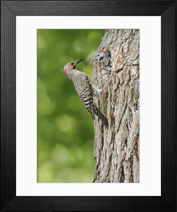 Framed Print : Northern Flicker Framed Print : Northern Flicker