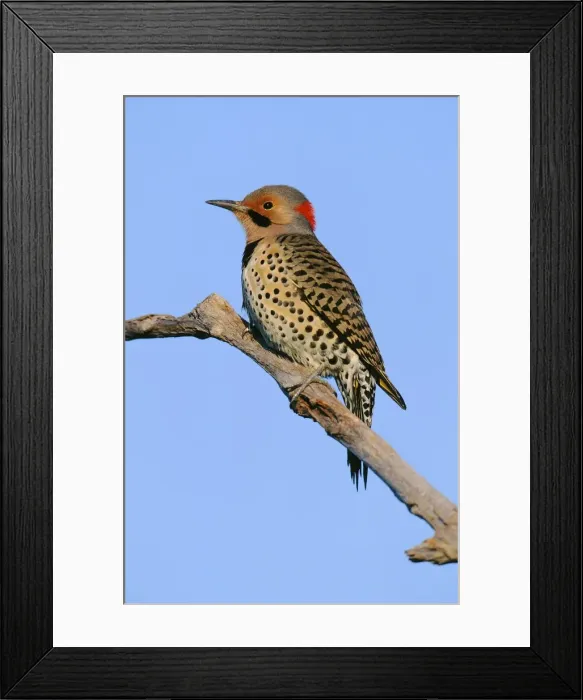 Framed Print : Northern Flicker Framed Print : Northern Flicker