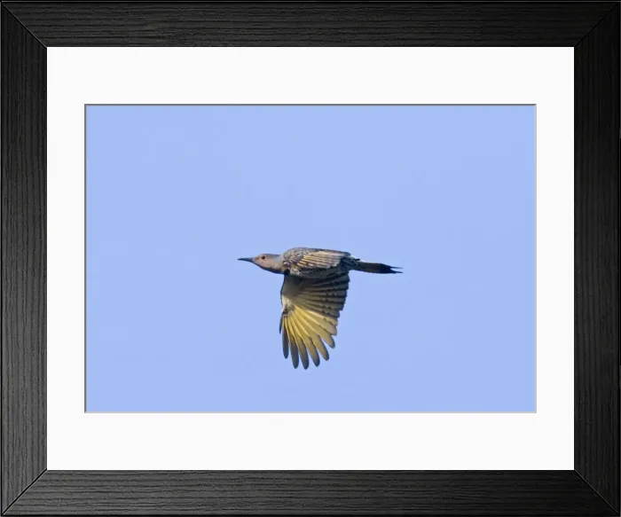 Framed Print : Northern Flicker Framed Print : Northern Flicker