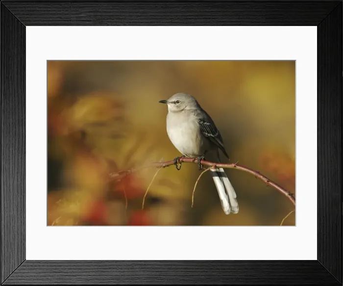 Framed Print : Northern Mockingbird