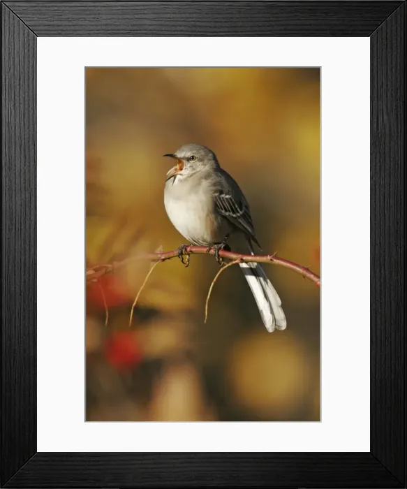 Framed Print : Northern Mockingbird Framed Print : Northern Mockingbird