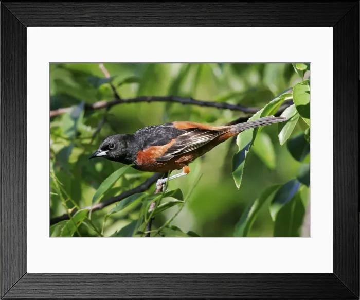 Framed Print : Orchard Oriole Framed Print : Orchard Oriole