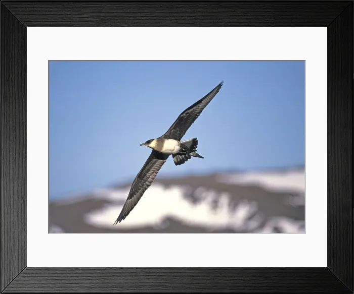 Framed Print : Parasitic Jaeger / Arctic Skua Nome Alaska Framed Print : Parasitic Jaeger / Arctic Skua Nome Alaska