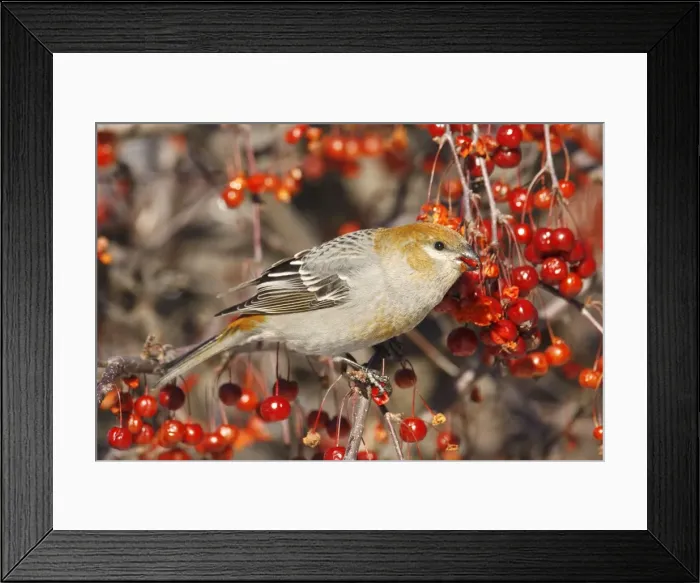 Framed Print : Pine Grosbeak - female Framed Print : Pine Grosbeak - female