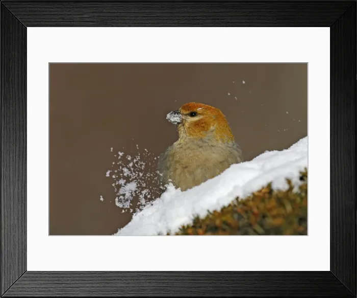 Framed Print : Pine Grosbeak Framed Print : Pine Grosbeak