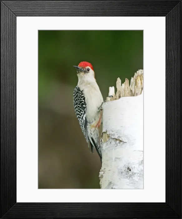 Framed Print : Red-bellied Woodpecker Framed Print : Red-bellied Woodpecker