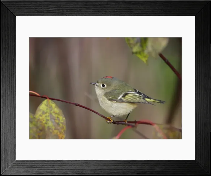 Framed Print : Ruby-crowned Kinglet Framed Print : Ruby-crowned Kinglet