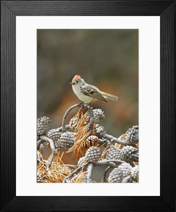 Framed Print : Ruby-crowned Kinglet Framed Print : Ruby-crowned Kinglet