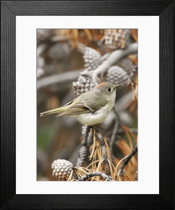 Framed Print : Ruby-crowned Kinglet Framed Print : Ruby-crowned Kinglet