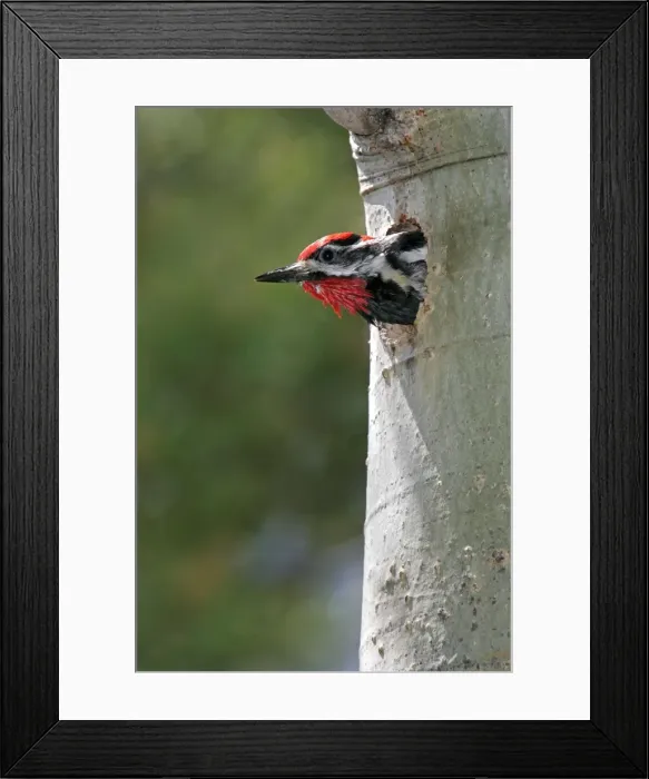 Framed Print : Red-naped Sapsucker Framed Print : Red-naped Sapsucker