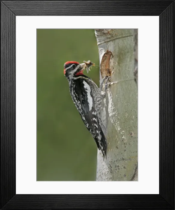 Framed Print : Red-naped Sapsucker Framed Print : Red-naped Sapsucker