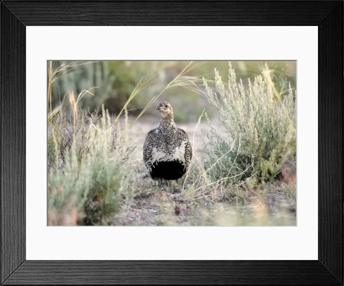 Framed Print : Sage Grouse Framed Print : Sage Grouse