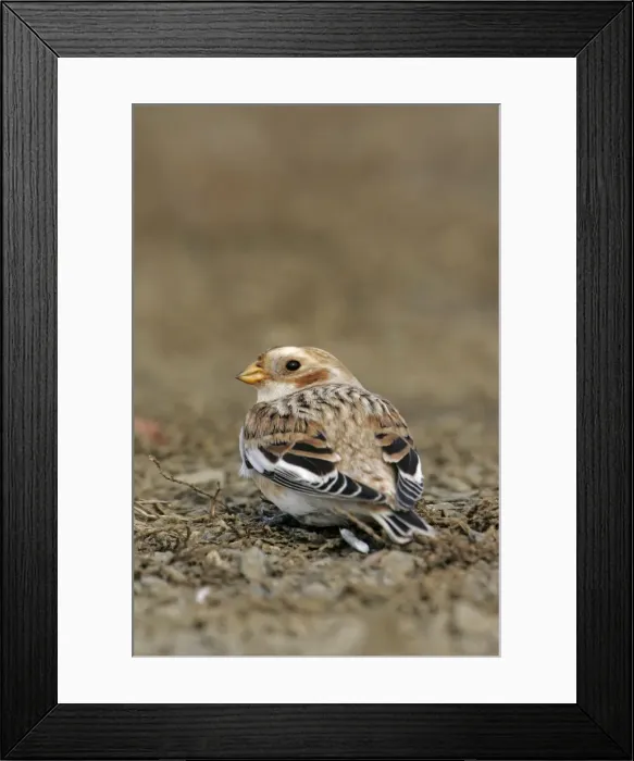 Framed Print : Snow Bunting - female Framed Print : Snow Bunting - female