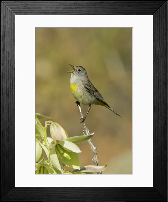 Framed Print : Virginia's Warbler Wyoming, USA Framed Print : Virginia's Warbler Wyoming, USA