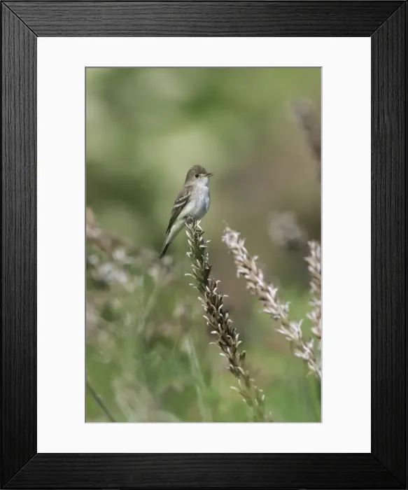 Framed Print : Willow Flycatcher Framed Print : Willow Flycatcher