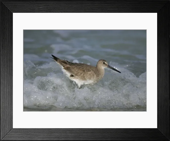 Framed Print : Willet - in winter Florida, USA Framed Print : Willet - in winter Florida, USA