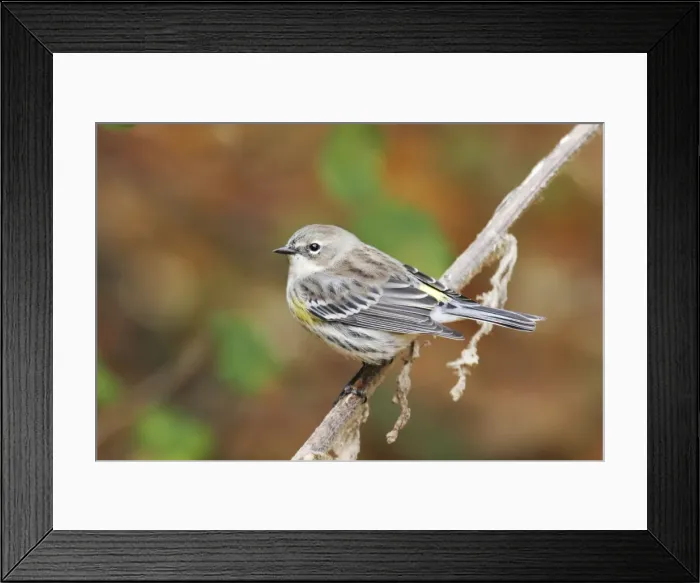 Framed Print : Yellow-rumped Warbler - female Framed Print : Yellow-rumped Warbler - female