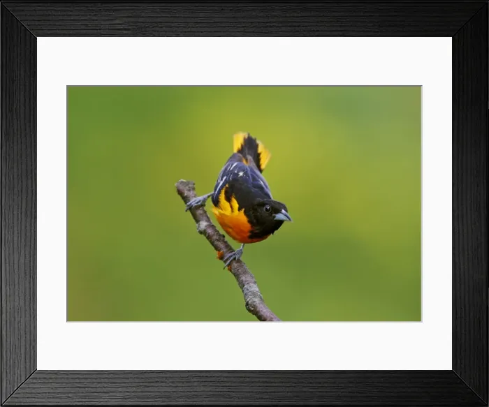 Framed Print : Baltimore Oriole Framed Print : Baltimore Oriole