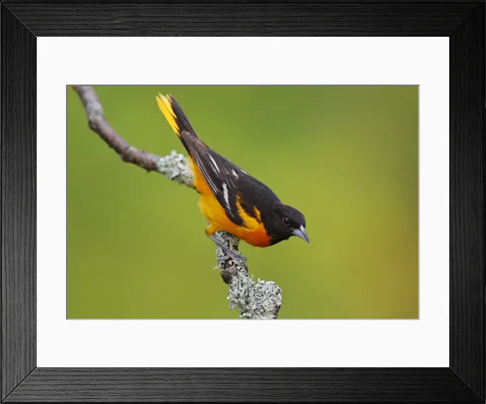 Framed Print : Baltimore Oriole Framed Print : Baltimore Oriole