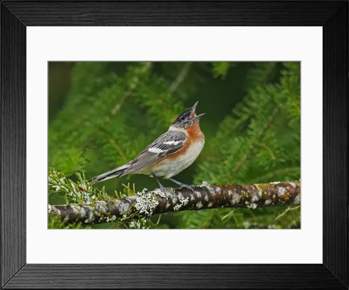 Framed Print : Bay-breasted Warbler Framed Print : Bay-breasted Warbler