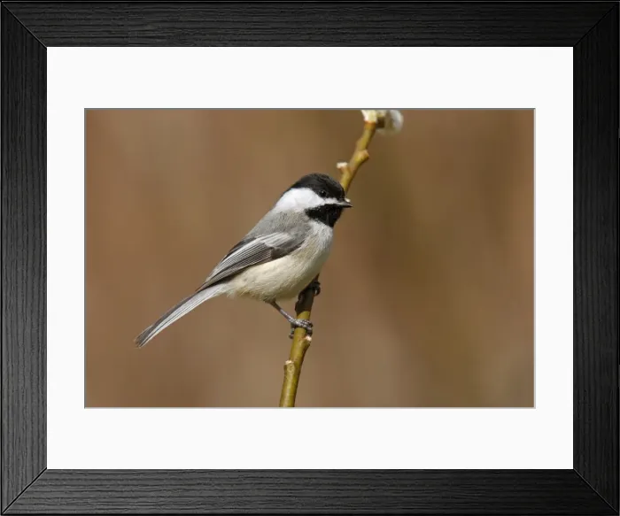 Framed Print : Black-capped Chickadee Framed Print : Black-capped Chickadee