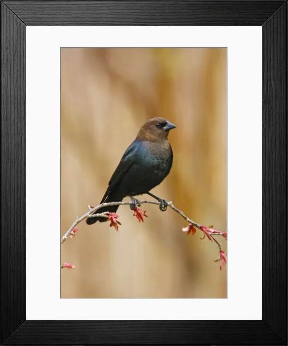 Framed Print : Brown-headed Cowbird Framed Print : Brown-headed Cowbird