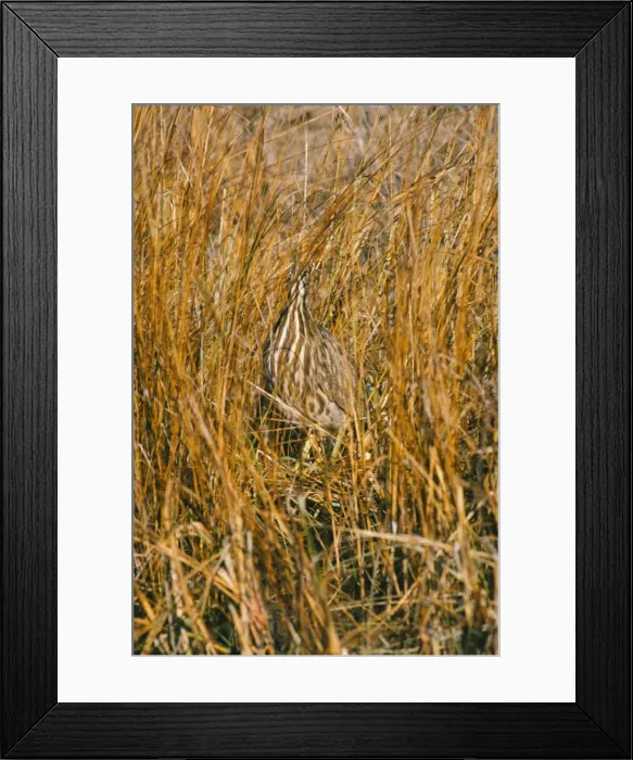 Framed Print : American Bittern Framed Print : American Bittern